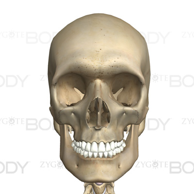 頭蓋骨（顔面も含む）