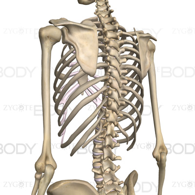 脊椎（頚椎・胸椎・腰椎）