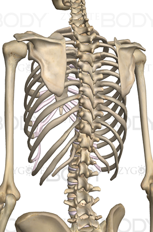 背骨の写真